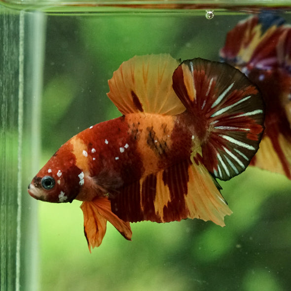 Multicolor/Galaxy Koi Plakat - 13Weeks Old