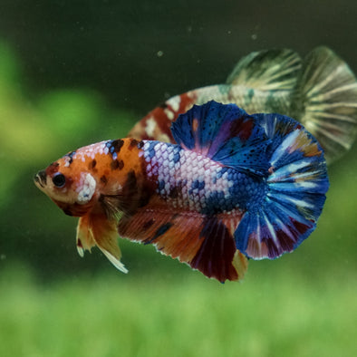 Multicolor/Galaxy Koi Plakat -12 weeks Old