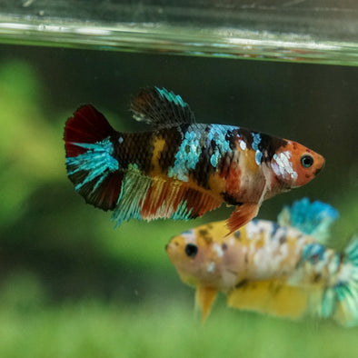 Multicolor/galaxy Koi Plakat- Female