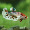 Candy Dumbo- Female