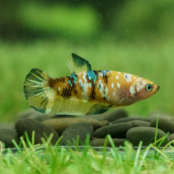 Multicolor/galaxy Koi Plakat- Female