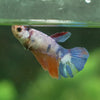 Multicolor Galaxy Halfmoon- Female