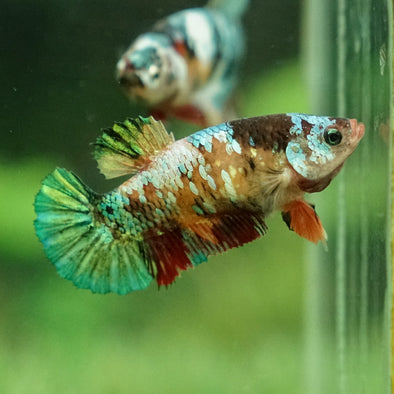 Multicolor/galaxy Koi Plakat- Female