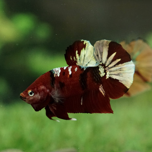 Multicolor/Galaxy Koi Plakat -15 weeks Old