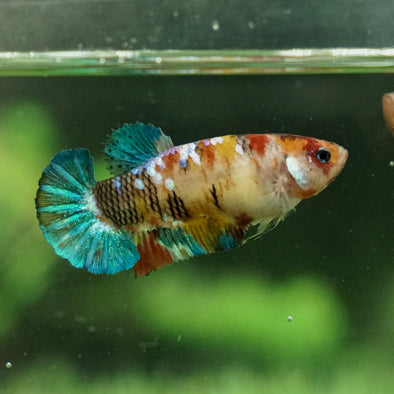 Multicolor/galaxy Koi Plakat- Female