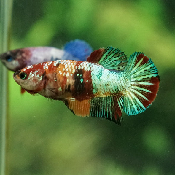 Multicolor Koi Plakat - Female