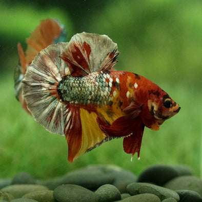 Multicolor/Galaxy Koi Plakat -Breeder Grade