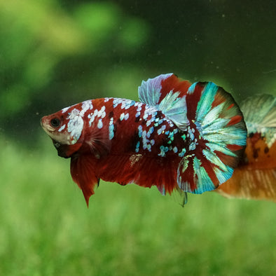 Multicolor/Galaxy Koi Plakat -15 weeks Old