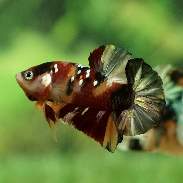 Multicolor/Galaxy Koi Plakat -12 weeks Old