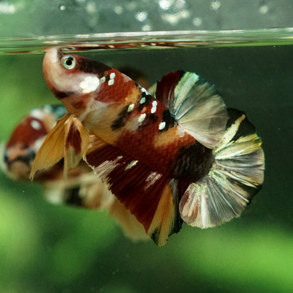 Multicolor/Galaxy Koi Plakat -12 weeks Old