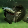 Halfmoon - 11 weeks old