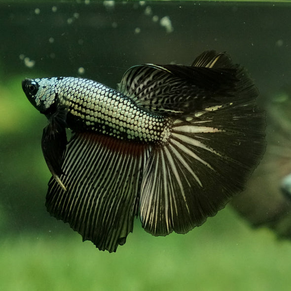 Halfmoon - 11 weeks old