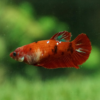 Multicolor/galaxy Koi Plakat- Female