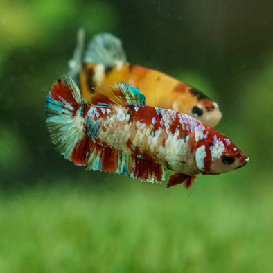 Multicolor/galaxy Koi Plakat- Female