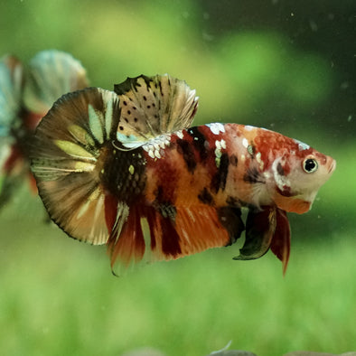 Copper/Gold Galaxy Koi Plakat - 9 Weeks Old