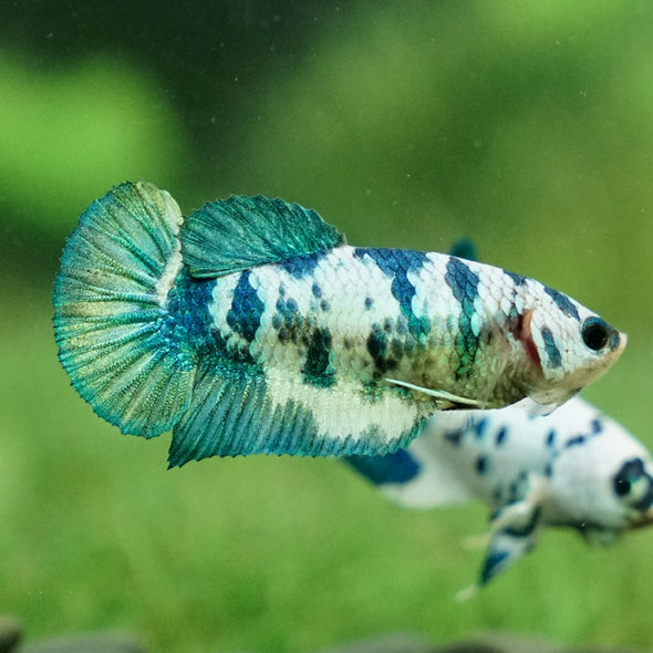 Blue/Green Dalmatian Plakat- Female