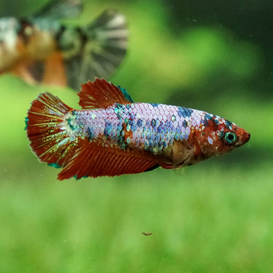 Multicolor/galaxy Koi Plakat- Female