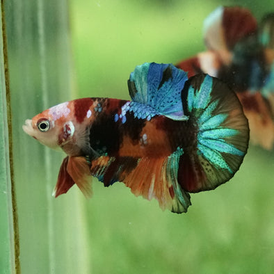 Multicolor/Galaxy Koi Plakat -11 weeks Old