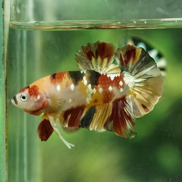 Multicolor/Galaxy Koi Plakat -12 weeks Old