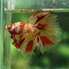 Galaxy Koi Halfmoon - 12 weeks old