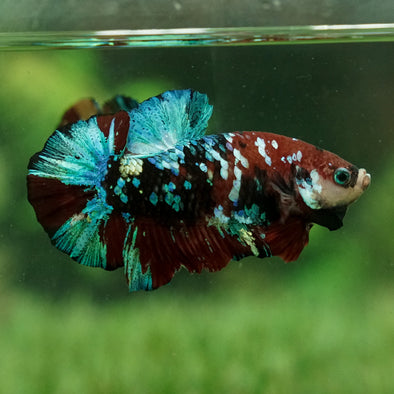 Giant Hybrid Multicolor/Galaxy Koi Plakat -15 weeks Old