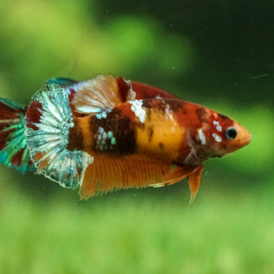 Multicolor/galaxy Koi Plakat- Breeder Grade Female