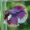 Dumbo Halfmoon - 13 weeks old