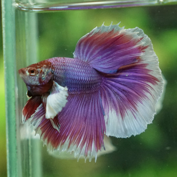 Dumbo Halfmoon - 13 weeks old