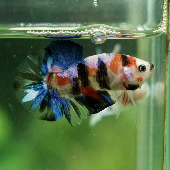 Multicolor/Galaxy Koi Plakat -11 weeks Old