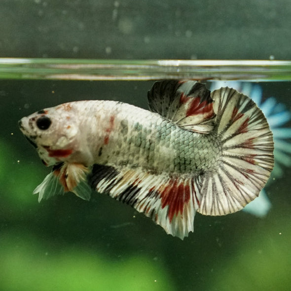 Multicolor/Galaxy Koi Plakat -11 weeks Old