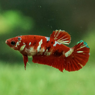 Multicolor/galaxy Koi Plakat- Female