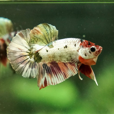 Copper/Gold Galaxy Koi Plakat - 9 Weeks Old