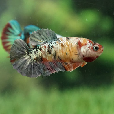 Multicolor/galaxy Koi Plakat- Female