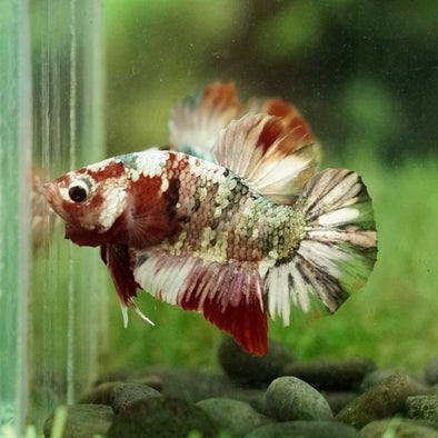 Multicolor/Galaxy Koi Plakat -11 weeks Old