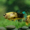 Yellow Fancy Plakat 13 Week Old- Female