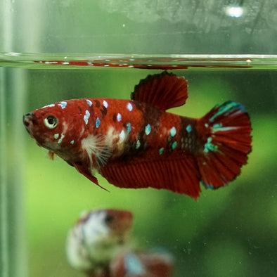 Multicolor/galaxy Koi Plakat- Female