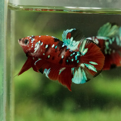 Multicolor/Galaxy Koi Plakat -13 weeks Old