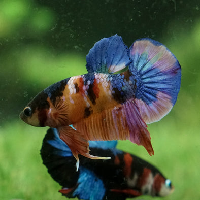 Galaxy / Multicolored Koi Plakat