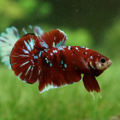 Multicolor/Galaxy Koi Plakat -15 weeks Old