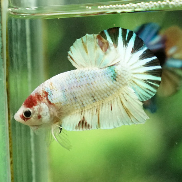 Multicolor/Galaxy Koi Plakat -11 weeks Old