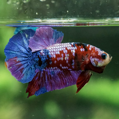 Galaxy / Multicolored Koi Plakat