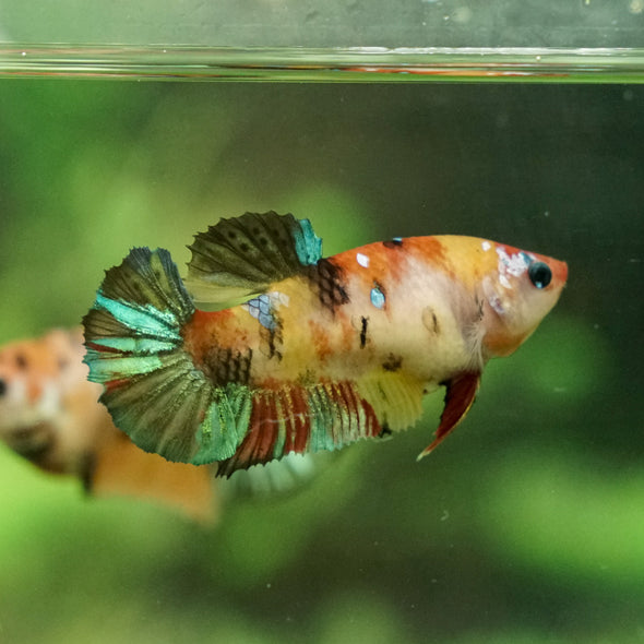 Multicolor/galaxy Koi Plakat- Female