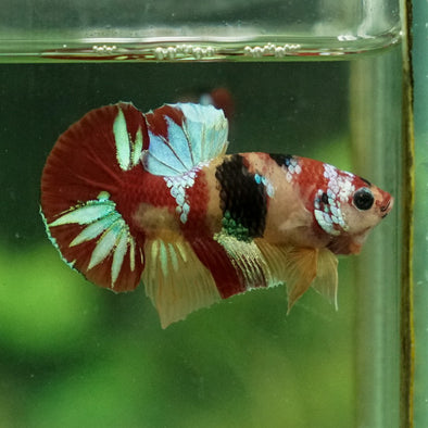 Multicolor/Galaxy Koi Plakat -11 weeks Old