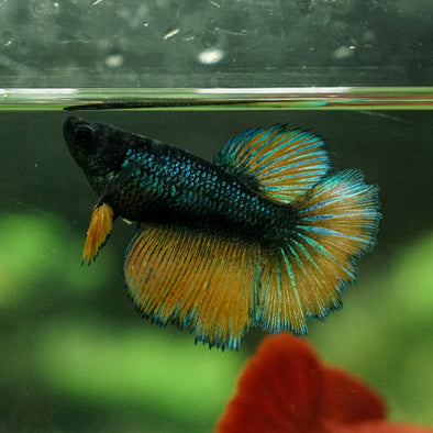 Mustard Gas Halfmoon- Female