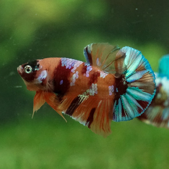 Multicolor/Galaxy Koi Plakat -11 weeks Old