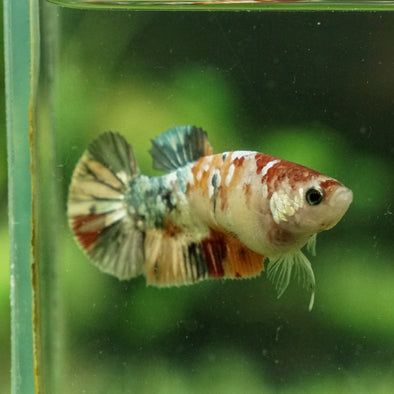 Multicolor/galaxy Koi Plakat- Female