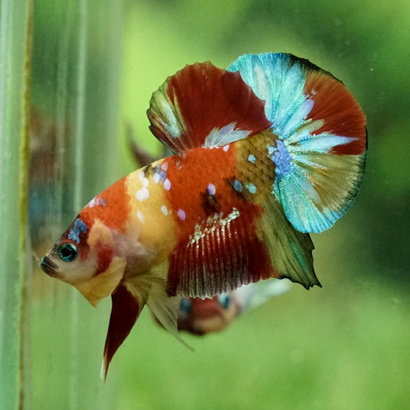 Multicolor/Galaxy Koi Plakat -15 weeks Old