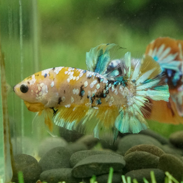 Multicolor/Galaxy Koi Plakat -13 weeks Old