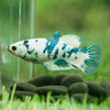 Blue/Green Dalmatian Plakat- Female