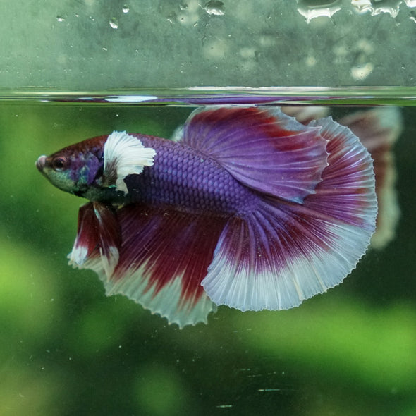 Dumbo Halfmoon - 12 weeks old